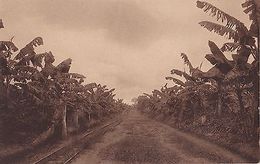 K 44 - Kamerun - Neuplanzung: Kakao M. Plantenschutz, Ungelaufen - Ehemalige Dt. Kolonien