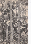 K 673 - Ceylon, Tree Climber- Baumkletterer, Ungelaufen - Ehemalige Dt. Kolonien