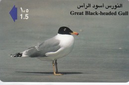 Oman,  41OMNR, Black Headed Gull, Birds, 2 Scans. - Oman