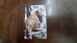 Indonesia-(s323)-animals-jaguar-(75units)-used - Indonesia