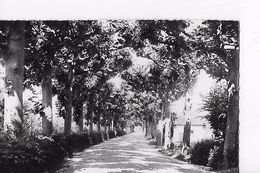 89 / CHARNY / PROMENADE DE LA DIGUE - Charny