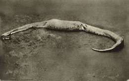 Rhodesia, Victoria Falls, Python Snake Found Dead After Swallowing Stembuck 1930 - Simbabwe