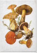 CPM Champignon Mushroom Non Circulé Carte Russe - Pilze