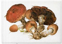 CPM Champignon Mushroom Non Circulé Carte Russe - Paddestoelen