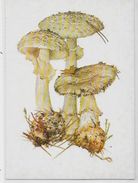 CPM Champignon Mushroom Non Circulé Carte Russe - Paddestoelen