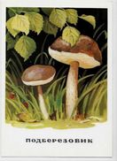 CPM Champignon Mushroom Non Circulé Carte Russe - Champignons