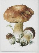 CPM Champignon Mushroom Non Circulé Carte Russe - Hongos