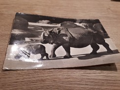 Postcard - Rhinoceros     (25935) - Rhinocéros