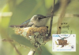 CUBA - Die Bienenelfe, WWF-Karte Mit Sondermarke - Briefe U. Dokumente