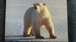 CPM OURS BLANC POLAR BEAR EISBAR THALARCTOS MARTIMUS - Ours