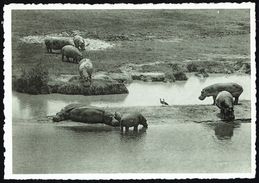 Hippopotames Et Oies D'Egypte - Parc National Albert, Congo Belge - Non Circulé - Not Circulated - Nicht Gelaufen. - Ippopotami