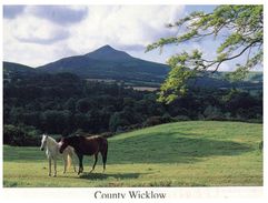 (654) Ireland - Horse, County Wicklow - Wicklow