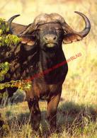 African Buffalo - Zimbabwe - Zimbabwe
