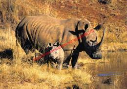 White Rhinoceros And Calf - Zimbabwe - Rhinocéros