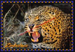 Leopard - Zimbabwe - Zimbabwe