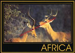 Impala Rams - Zimbabwe - Zimbabwe