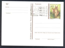 Austria 1998 Postal Stationery Card: Lushs Lynx Lynx; Sport Cayak Kayak Canoe Kajak Kanu; Juniors KAnu WM World Champion - Kanu