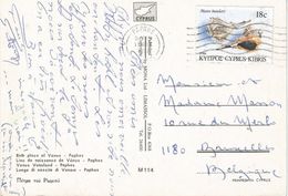 Delcampe - Cyprus 1987 Paphos Purple Dye Murex Bolinus Brandaris Shell Viewcard - Coneshells