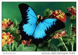 Butterfly S-t-a-m-p-ed Card 0349-6 - Vlinders