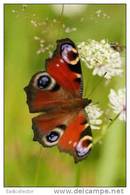 Butterfly S-t-a-m-p-ed Card 0349-6 - Schmetterlinge