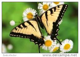 Butterfly S-t-a-m-p-ed Card 0349-5 - Schmetterlinge