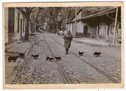 CPM    ROBERT DOISNEAU        LES CHATS DE BERCY - Doisneau