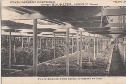 ABBEVILLE       ETABLISSEMENT HORTICOLE  G HOURLIER.      VUE INTERIEURE D UNE SERRE  .50 M - Abbeville