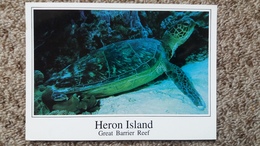 CPM TORTUE GREEN TURTLE AT REST HERON ISLAND GREAT BARRIER REEF PHOTO BILL WOOD 1994 - Turtles