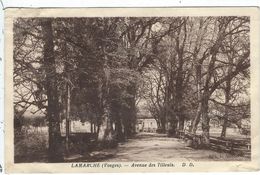 Vosges : Lamarche, Avenue Des Tilleuls - Lamarche