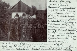 T2/T3 1901 Ménes, Minis; Villa Szőlőkerttel / Villa With Vineyard. Photo (EK) - Unclassified