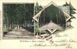 T2 Törökbecse, Újbecse, Novi Becej; Fasor A Ligetben / Promenade In The Forest. Art Nouveau - Non Classés