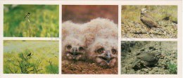 Bearded Vulture - The Caspian Ular - Alectoris - Birds - Kopet Dagh Nature Reserve - 1985 - Turkmenistan USSR - Unused - Turkmenistán
