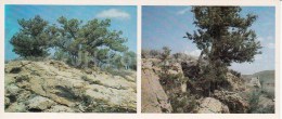 Juniper - Kopet Dagh Nature Reserve - 1985 - Turkmenistan USSR - Unused - Turkmenistán