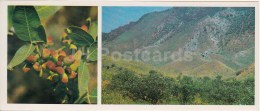 Pistacia - Kopet Dagh Nature Reserve - 1985 - Turkmenistan USSR - Unused - Turkmenistan