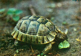 Spur-thighed Tortoise - Testudo Graeca - Moscow Zoo - 1982 - Russia USSR - Unused - Schildkröten