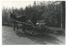 CPSM Laitier Attelage D' âne Transport Du Lait En Franche Comté - Photo Stainacre Pontarlier - Fermes