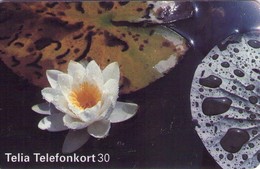 SUECIA. SE-TEL-030-0161. Lirios - White Water Lily - Näckros. 1996-07. (490) - Schweden