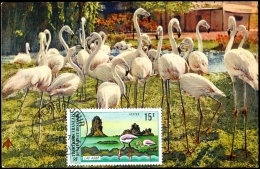 BIRDS-GREATER FLAMINGO AT LAKE ABBE- MAXIMUM CARD-French Territory Of Afars & Issas-1974-SCARCE-MNH-PA2-51 - Flamingo