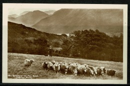 RB 1176 -  Real Photo Postcard - Gathering The Fell Sheep - Lake District Cumbria - Animal Theme - Autres & Non Classés