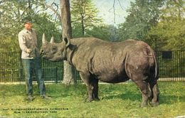 NEW YORK(RHINOCEROS) - Rhinoceros