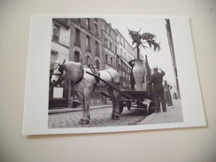 LA PLANTE EN POT ..1952 - Doisneau