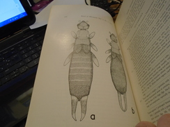 Entomologie, Insectes : INSECTS OF MICRONESIA DERMAPTERA By A. BRINDLE, MANTODEA By M. BEIER Honolulu, Hawaii, 1972 - Ciencias Biológicas