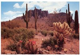 (999) USA - Cactus In Desert - Cactus