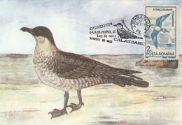 67178- POMARINE SKUA, BIRDS, MAXIMUM CARD, 1993, ROMANIA - Albatros