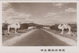 Chine - China - Road Avenue - Sculptured Animals - Camels Elephant - Photographie - China