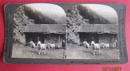 CARTE STEREOSCOPIQUE  - NORWAY - TELEMARKEN MOUNTAINS, SHEEPS,  STEREO PHOTO - Stereoscope Cards