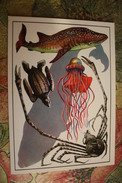 Blue Whale - Turtle -  Old Soviet Postcard - Tartarughe