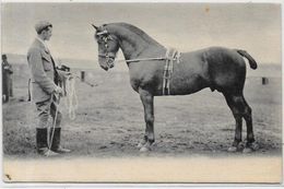 CPA Cheval Chevaux Non Circulé Dos Non Séparé équitation - Horses