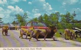 Florida West Palm Beach Lions At Lion Country Safari - West Palm Beach