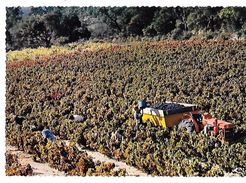 83 - PLAN DE LA TOUR - HAMEAU DES PIERROUS - Scène De Vendange - Vignes - Machine Agricole - Tracteur - Edit CIM COMBIER - Tracteurs